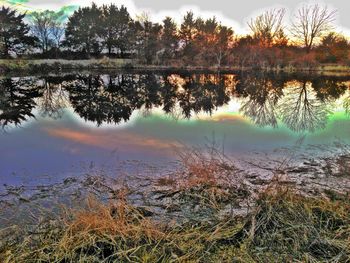 Reflection of trees in calm lake