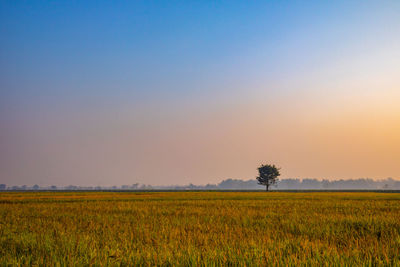 Scenic view of field against clear sky during sunset