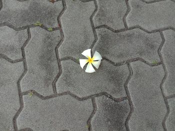 High angle view of white flower on footpath