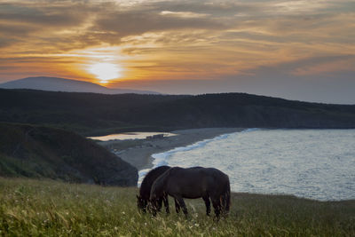 Horses in a field against the background of the sea