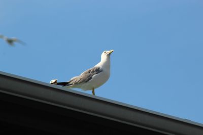 Low angle view of seagull perching against clear sky