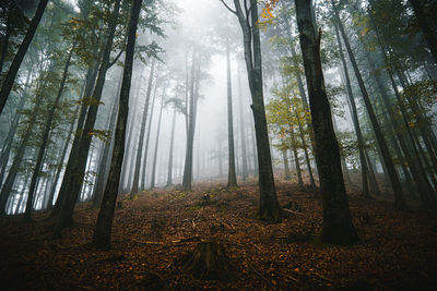 Low angle view of trees in forest
