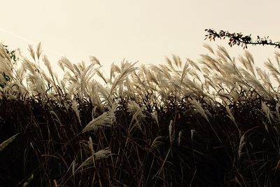 Close-up of crops on field against sky