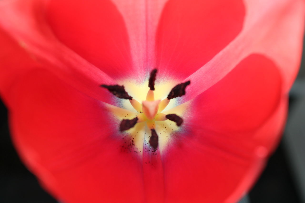 MACRO SHOT OF RED ROSE FLOWER