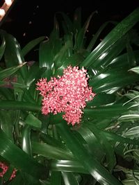 Close-up of pink flowers blooming outdoors