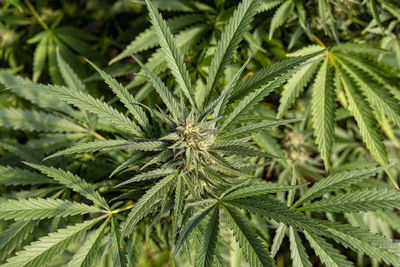 Full frame shot of fresh green plant