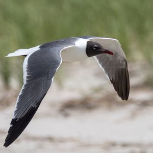 Close-up of gray heron flying