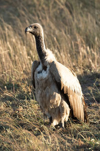 African white-backed vulture on grass stretching neck