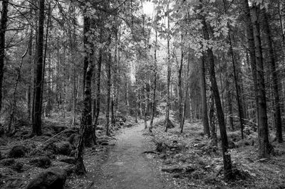 Dirt road amidst trees in forest