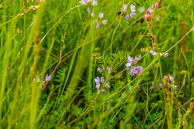Close-up of purple flowering plant on field