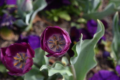 Close-up of pink flowering plant