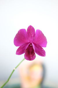 Close-up of pink flower blooming outdoors