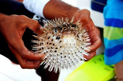 Midsection of man holding puffer fish