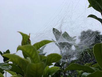 Close-up of wet plants against sky