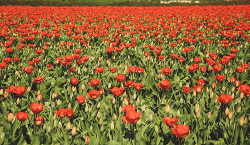 Red poppy flowers blooming in field