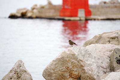 Bird perching on rock by sea