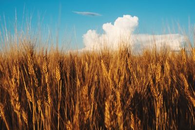 Wheat growing on field against sky