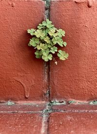 Close-up of plant against wall