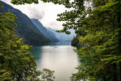 Scenic view of river amidst trees in forest against sky