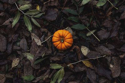 High angle view of pumpkin on autumn leaves