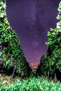 Low angle view of trees against sky at night