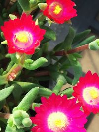 Close-up of red flowers blooming outdoors