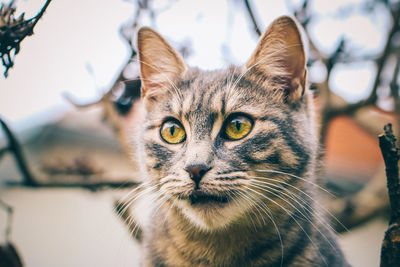 Close-up portrait of a cat