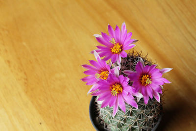 Close-up of insect pollinating on pink flower