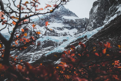 Tree by mountains during autumn