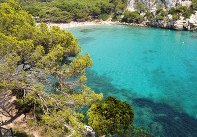 High angle view of trees growing by sea