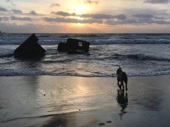 Silhouette horse on beach by sea against sky during sunset