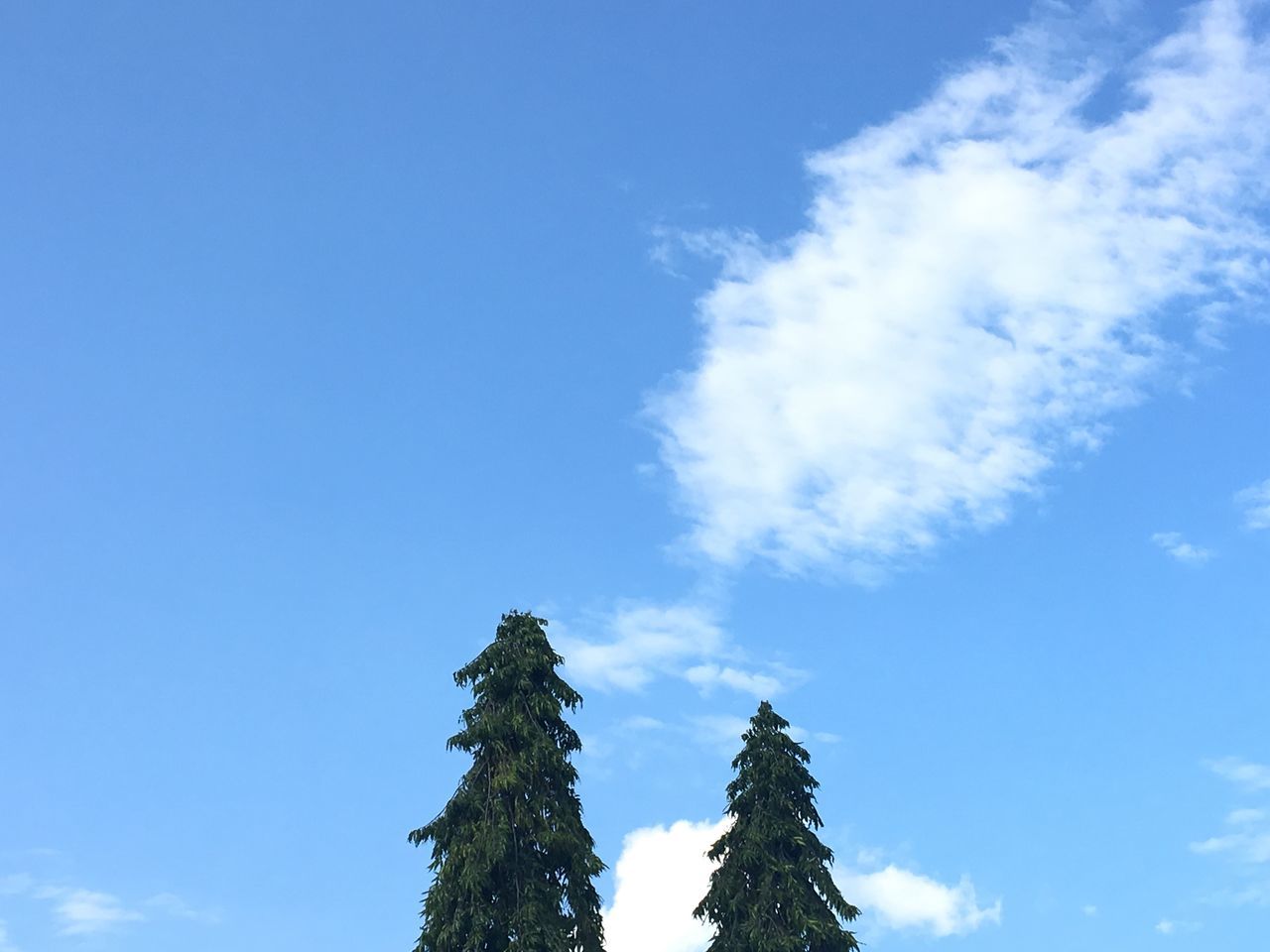 LOW ANGLE VIEW OF TREE AGAINST SKY