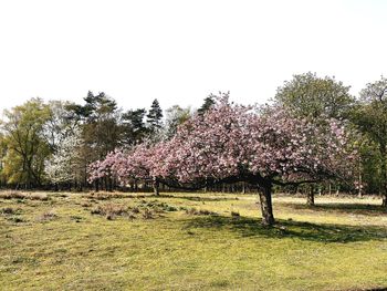 Cherry blossom trees on field against clear sky