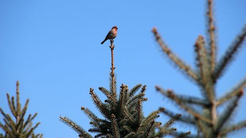 Low angle view of bird perching on pine tree against sky