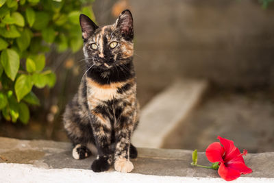 Portrait of cat on retaining wall