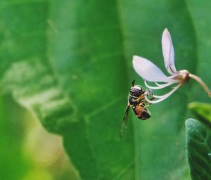 Close-up of insect on plant