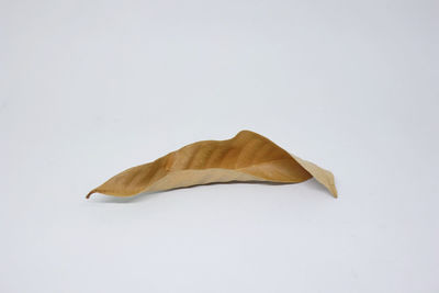 High angle view of leaf on white background