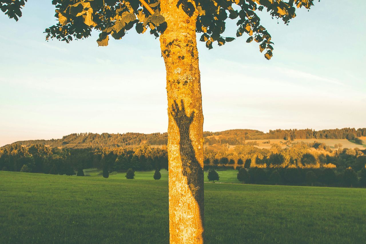 tree, grass, field, tranquility, landscape, tranquil scene, sky, nature, growth, scenics, beauty in nature, tree trunk, grassy, green color, sunlight, built structure, rural scene, day, no people, outdoors