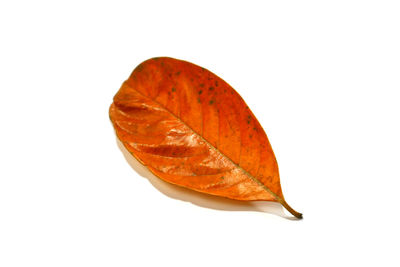 Close-up of orange leaf against white background