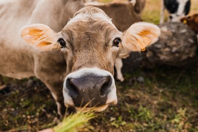 Close-up portrait of cow