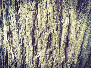 Full frame shot of tree trunk