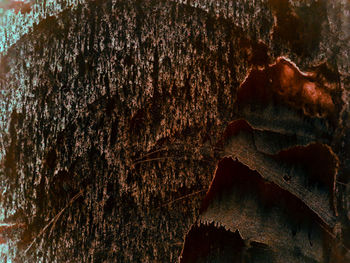 Full frame shot of tree trunk