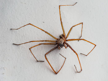 High angle view of spider on wall