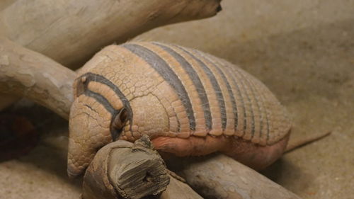 Close-up of lizard