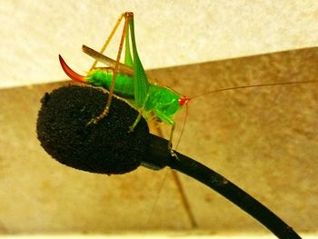Close-up of insect on leaf