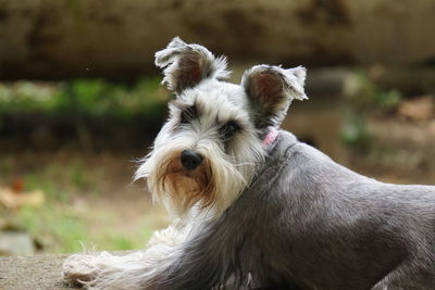 Close-up of dog sitting outdoors