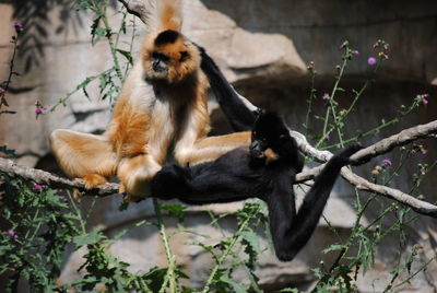Monkey sitting on a tree