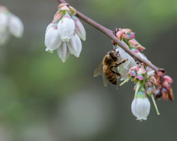 Close-up of bee pollinating on white flower