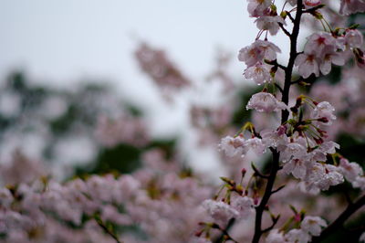 Close-up of cherry blossom tree