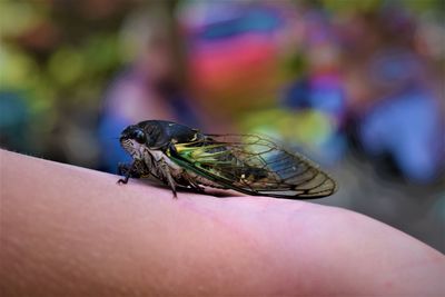 Close-up of insect on arm 